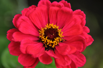 Bild Rote Blüte