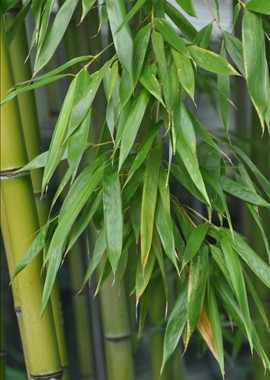 Bild Bambus